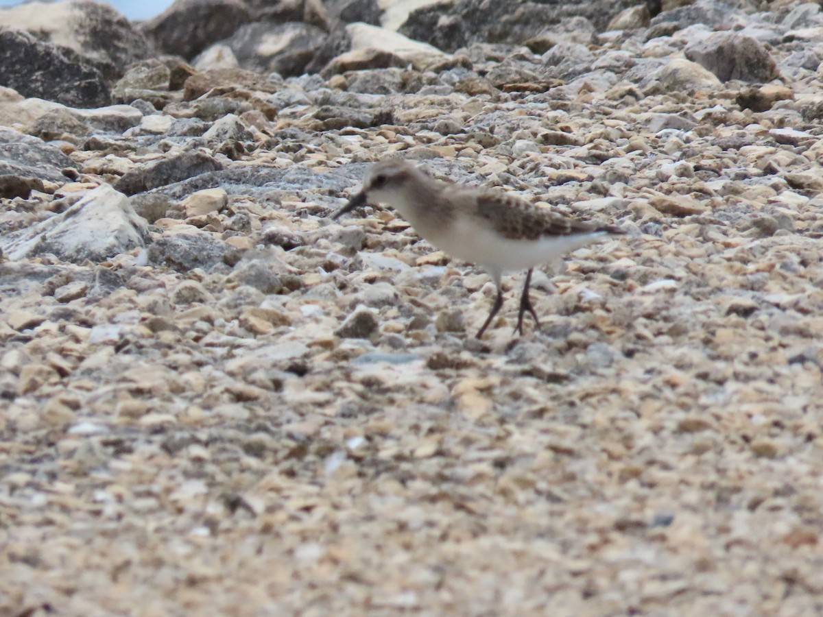 Semipalmated Sandpiper - ML622725663