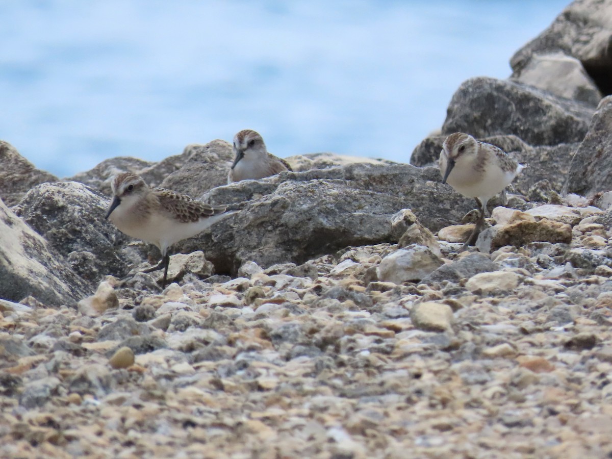 Semipalmated Sandpiper - ML622725664