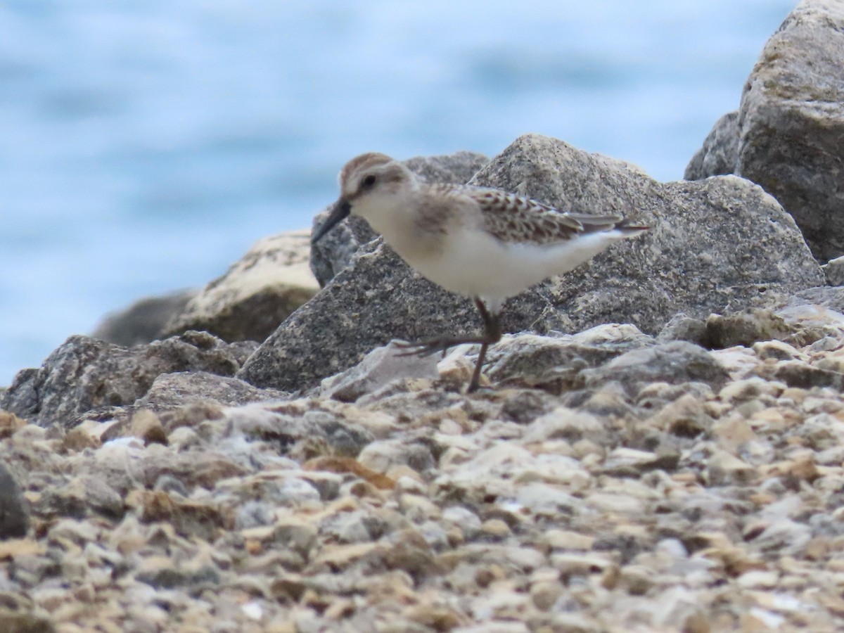 Semipalmated Sandpiper - ML622725665