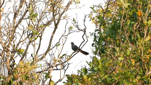 Asian Koel - ML622725668
