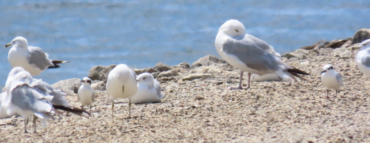 Forster's Tern - ML622725676