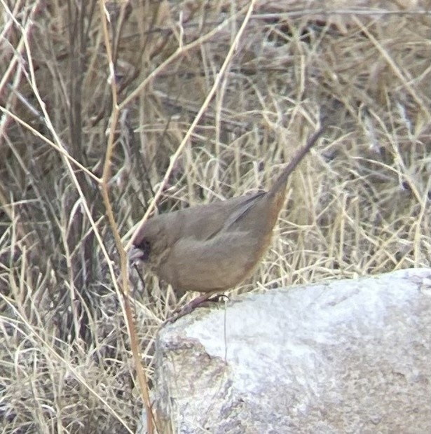 Abert's Towhee - ML622725681