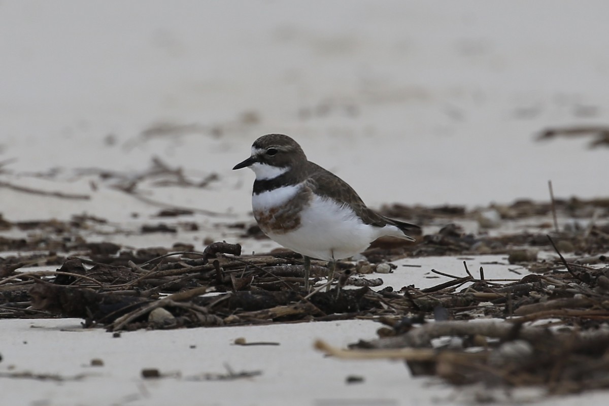 Double-banded Plover - Jim Stone