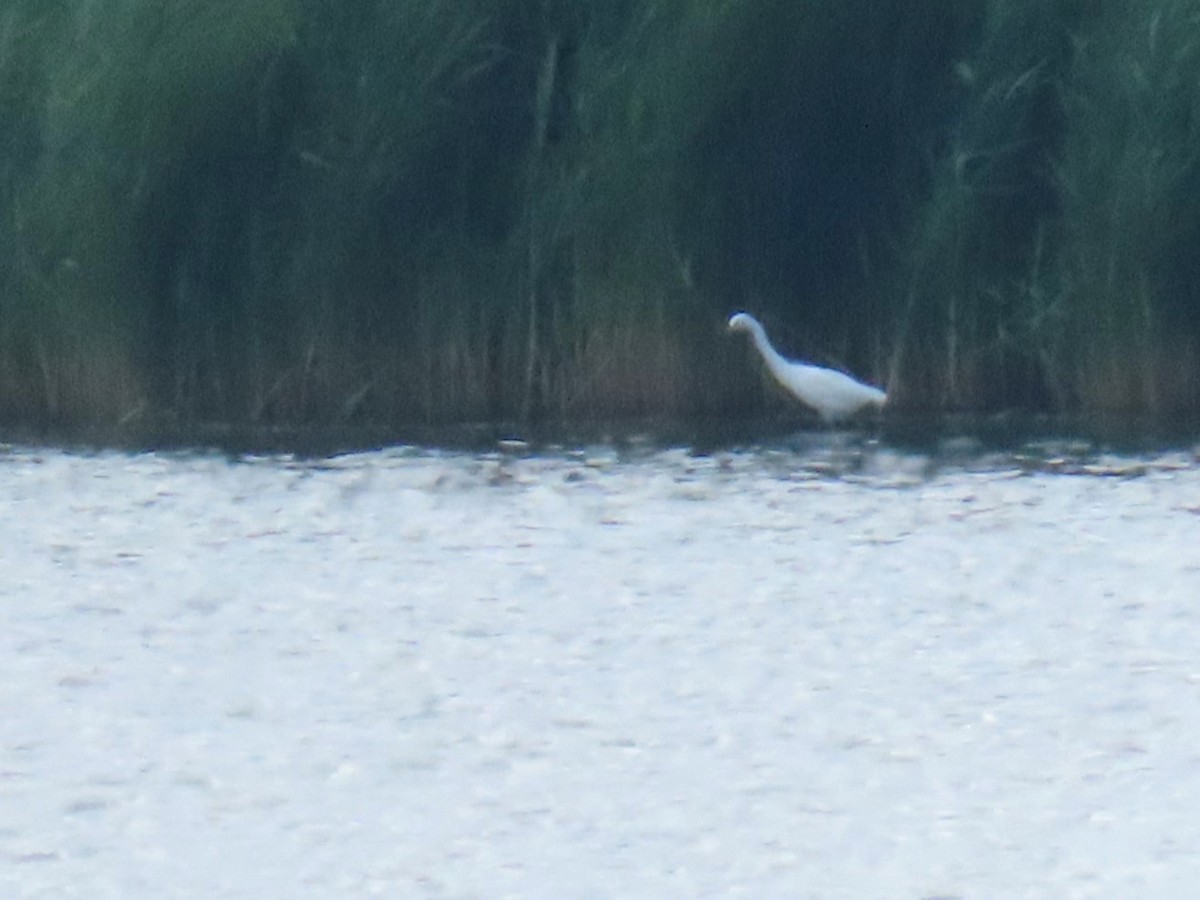 Snowy Egret - ML622725748