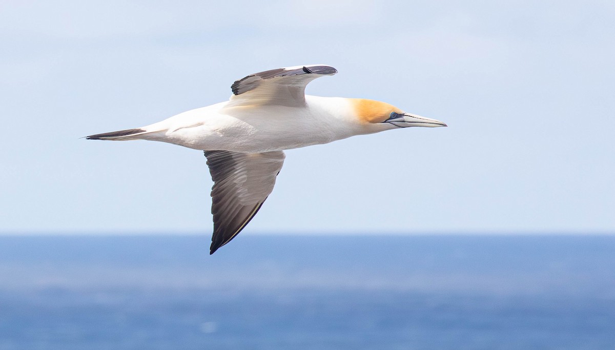 eBird Checklist - 17 Aug 2024 - Cape Nelson State Park - 19 species (+2 ...