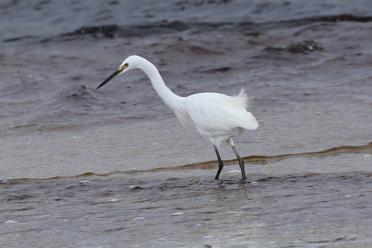 Little Egret (Australasian) - Jim Stone