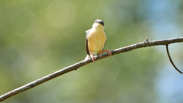 Ashy Prinia - ML622725774