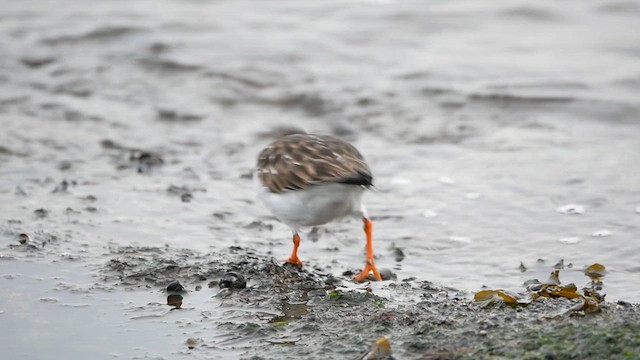 Ruddy Turnstone - ML622725795