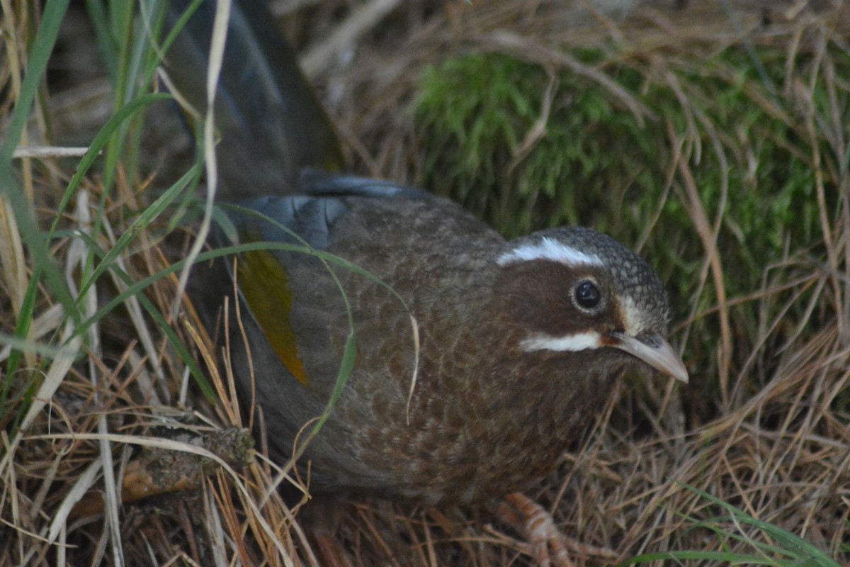 White-whiskered Laughingthrush - ML622725808