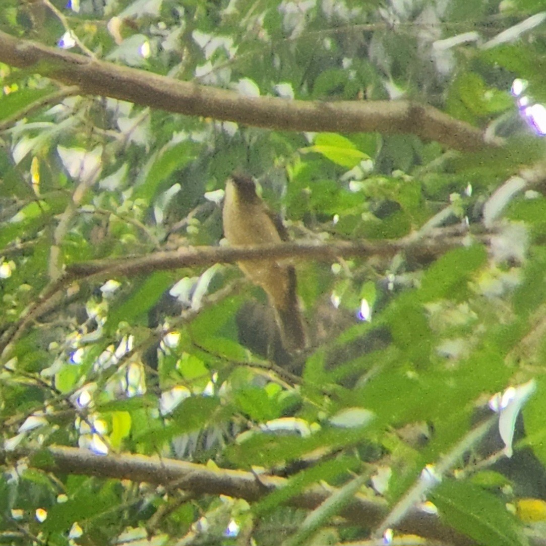 Olive-winged Bulbul - ML622725812