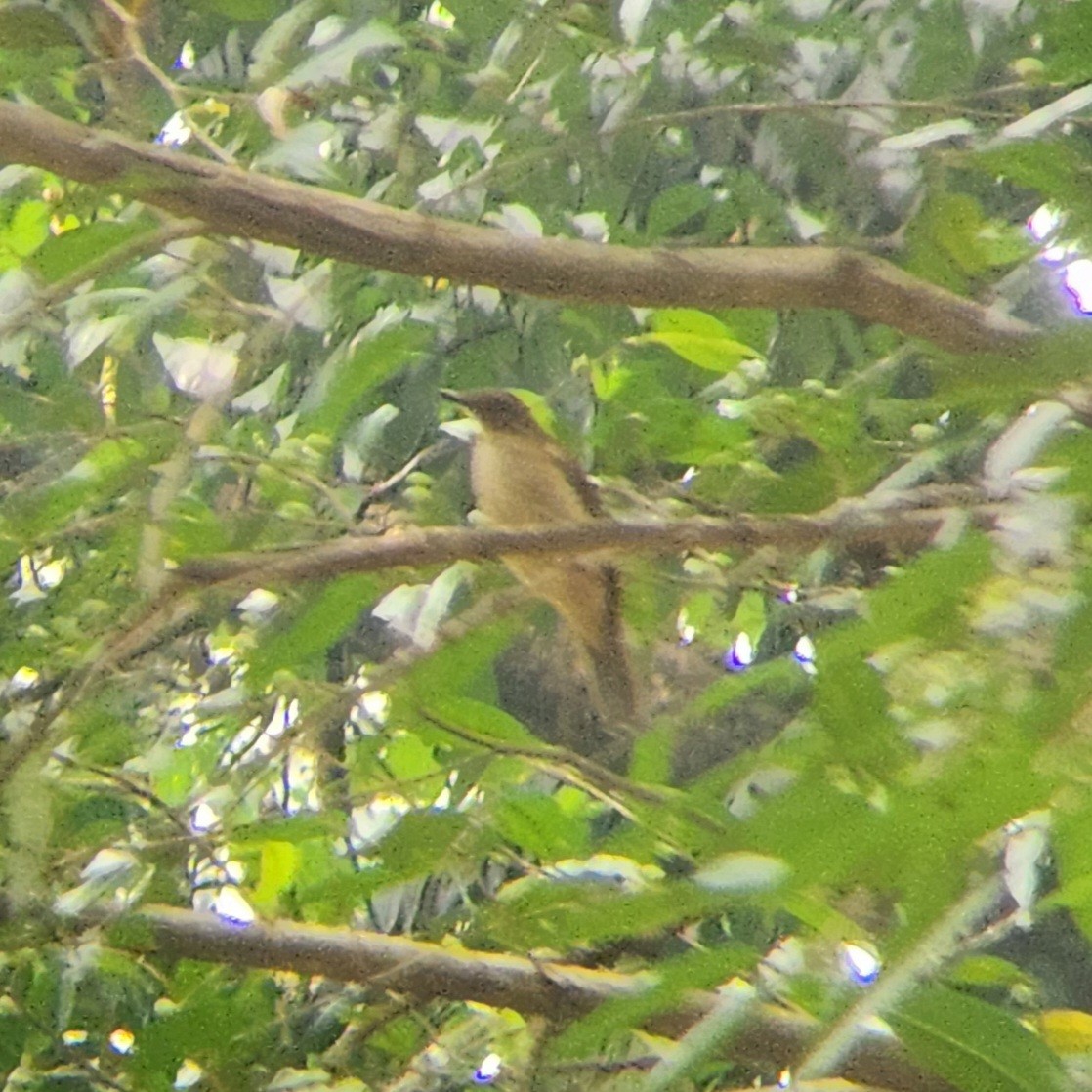 Olive-winged Bulbul - ML622725813