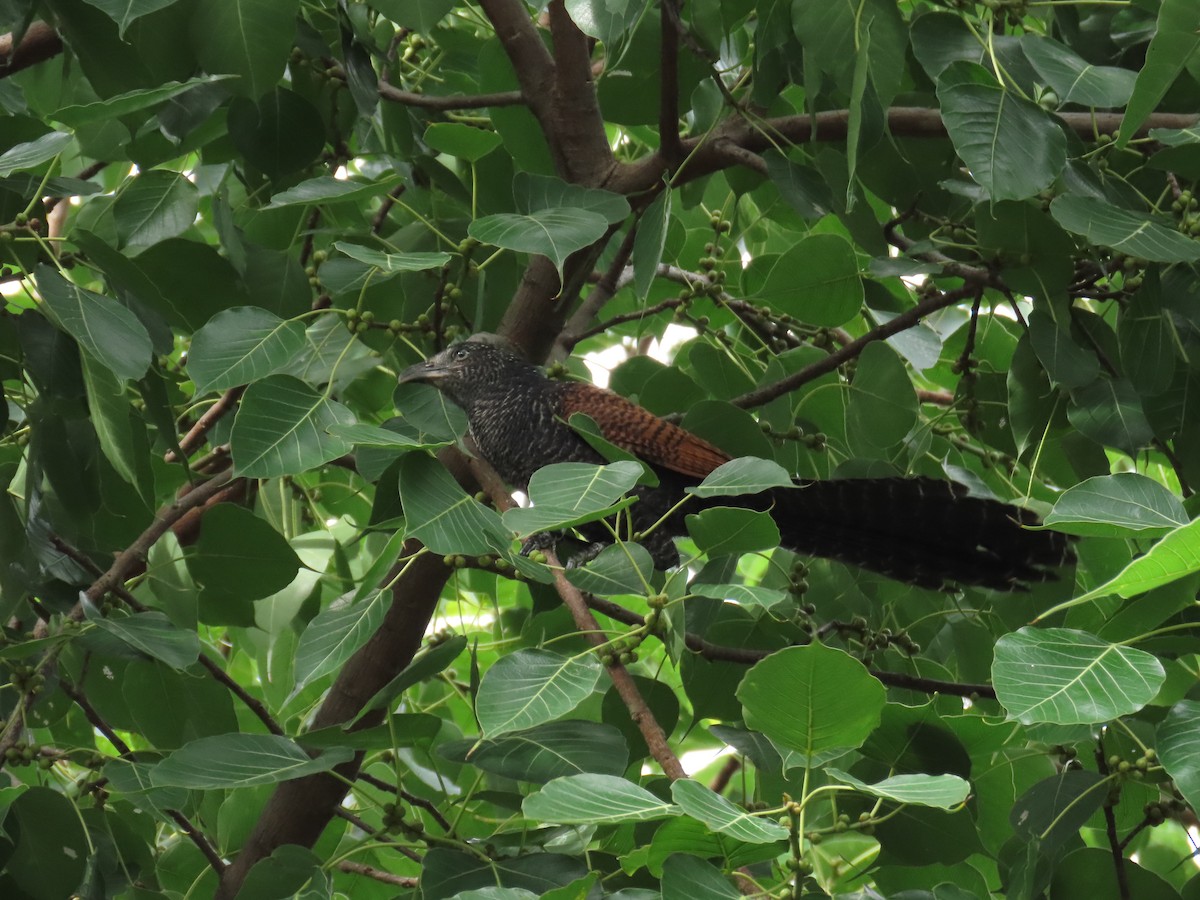 Lesser Coucal - ML622725814