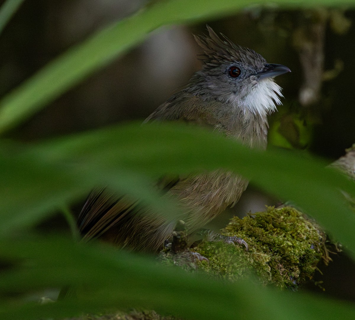 Penan Bulbul - ML622725820