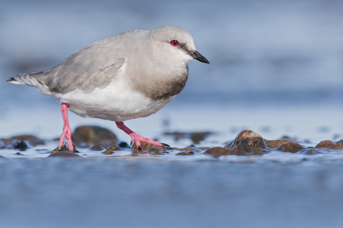 Magellanic Plover - ML622725824