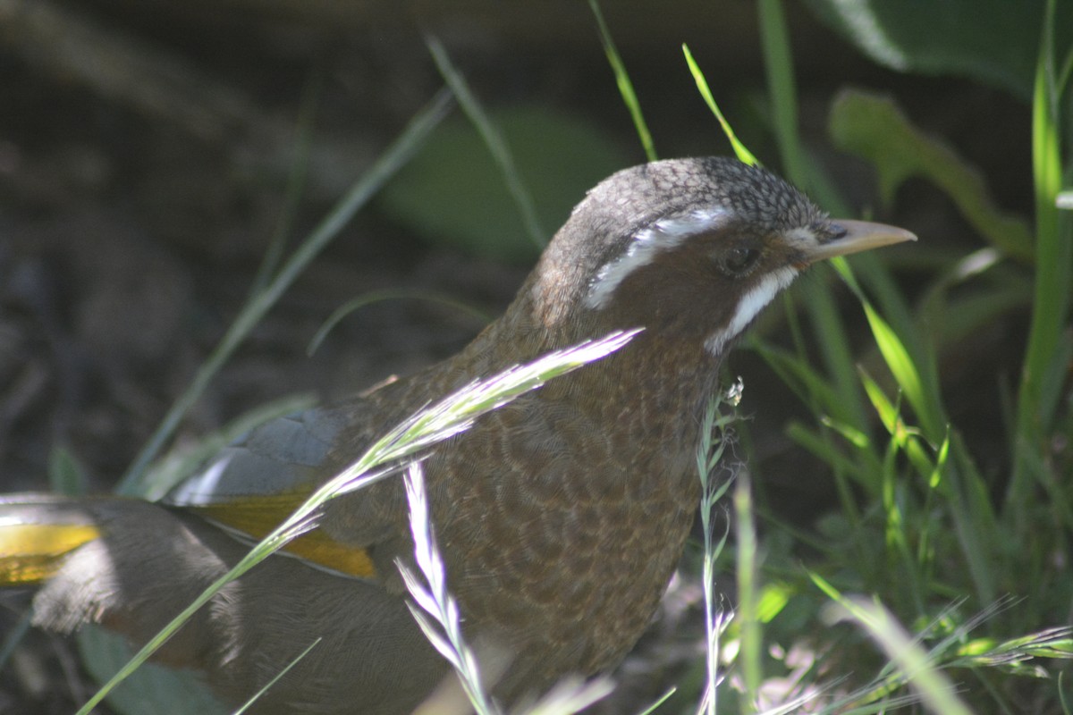 White-whiskered Laughingthrush - ML622725828