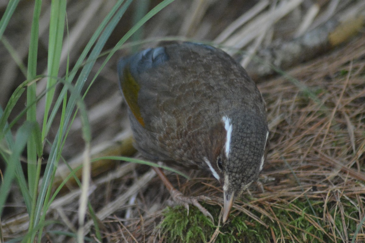 White-whiskered Laughingthrush - ML622725829