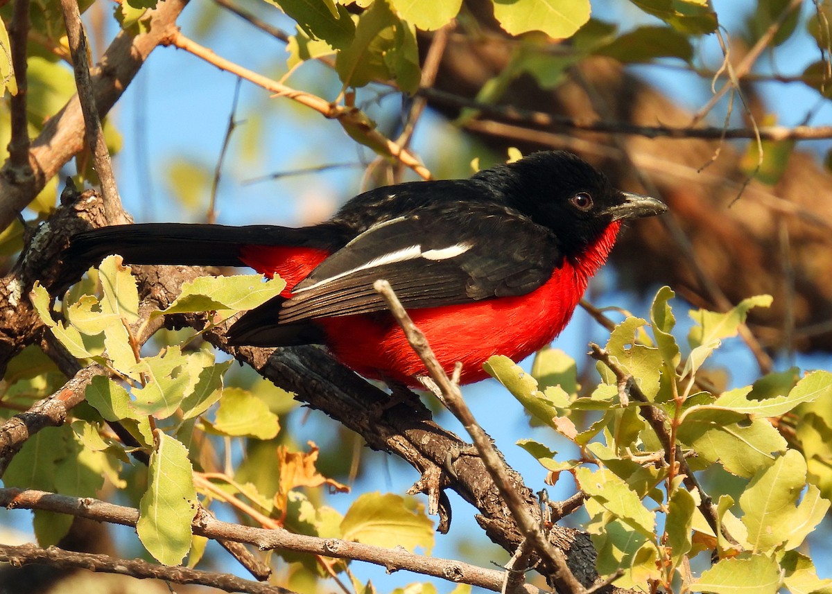 Bubú Pechirrojo - ML622725835