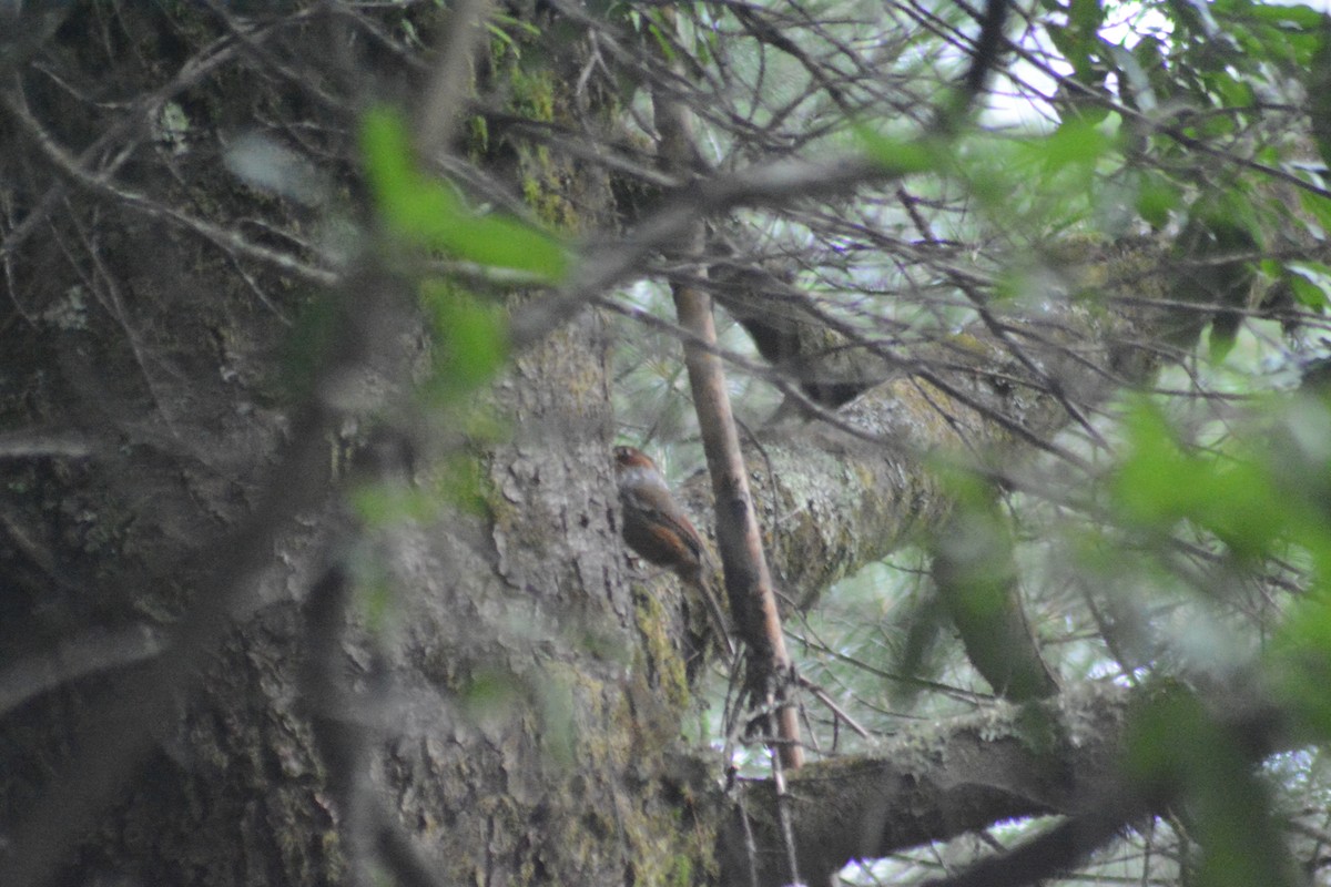 Taiwan Barwing - ML622725844