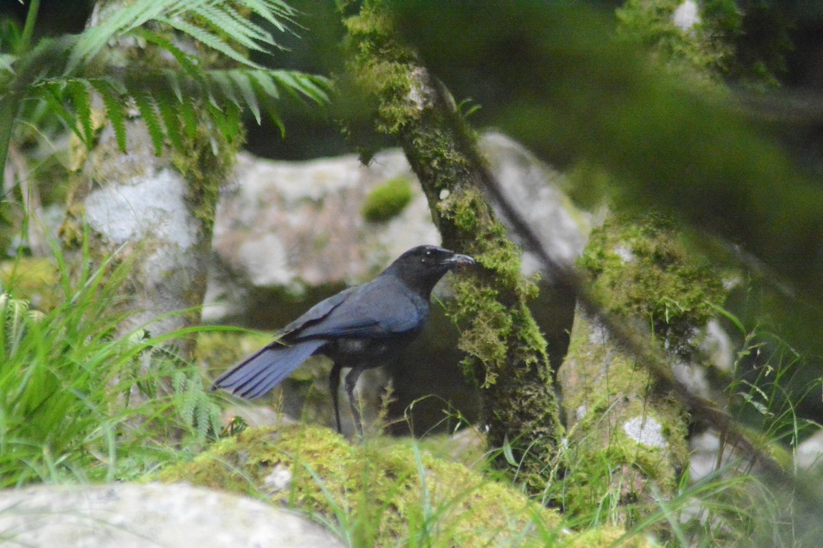 Taiwan Whistling-Thrush - ML622725847