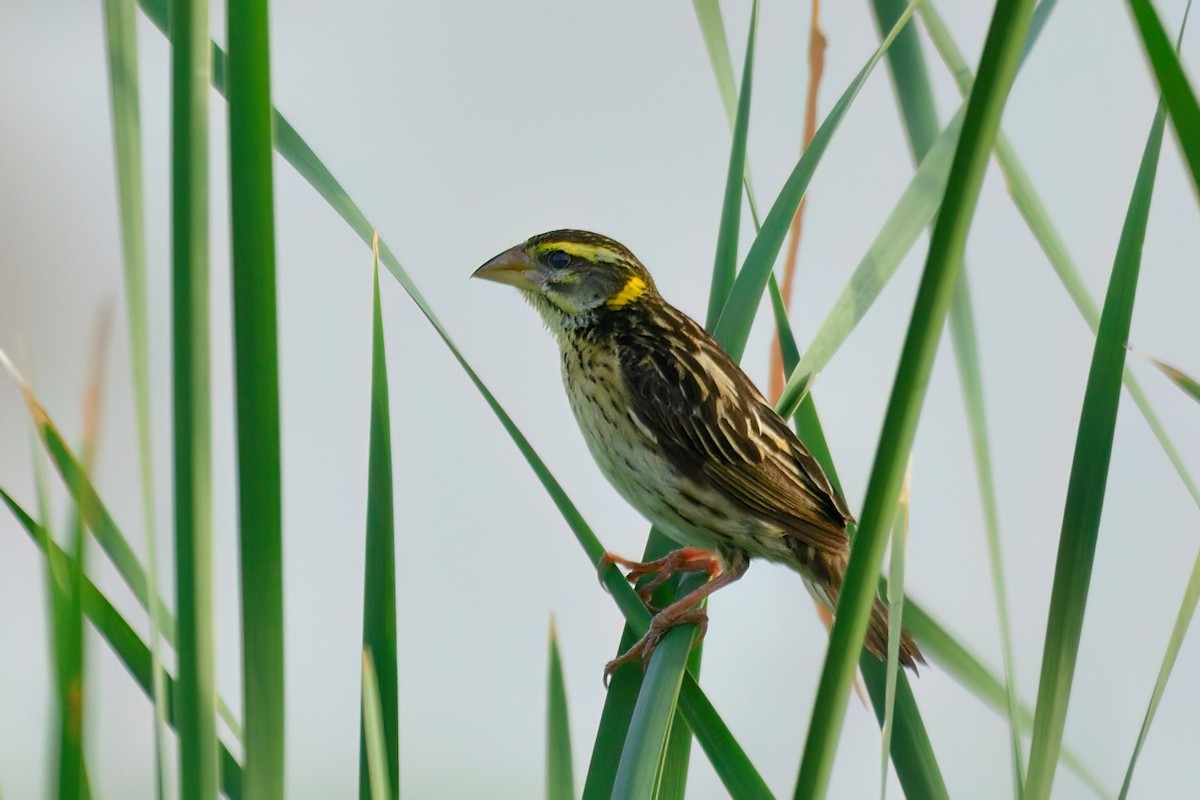 Streaked Weaver - ML622725872