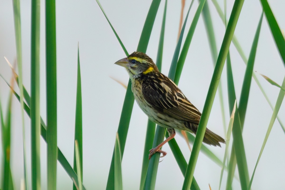 Streaked Weaver - Kadhiravan Balasubramanian