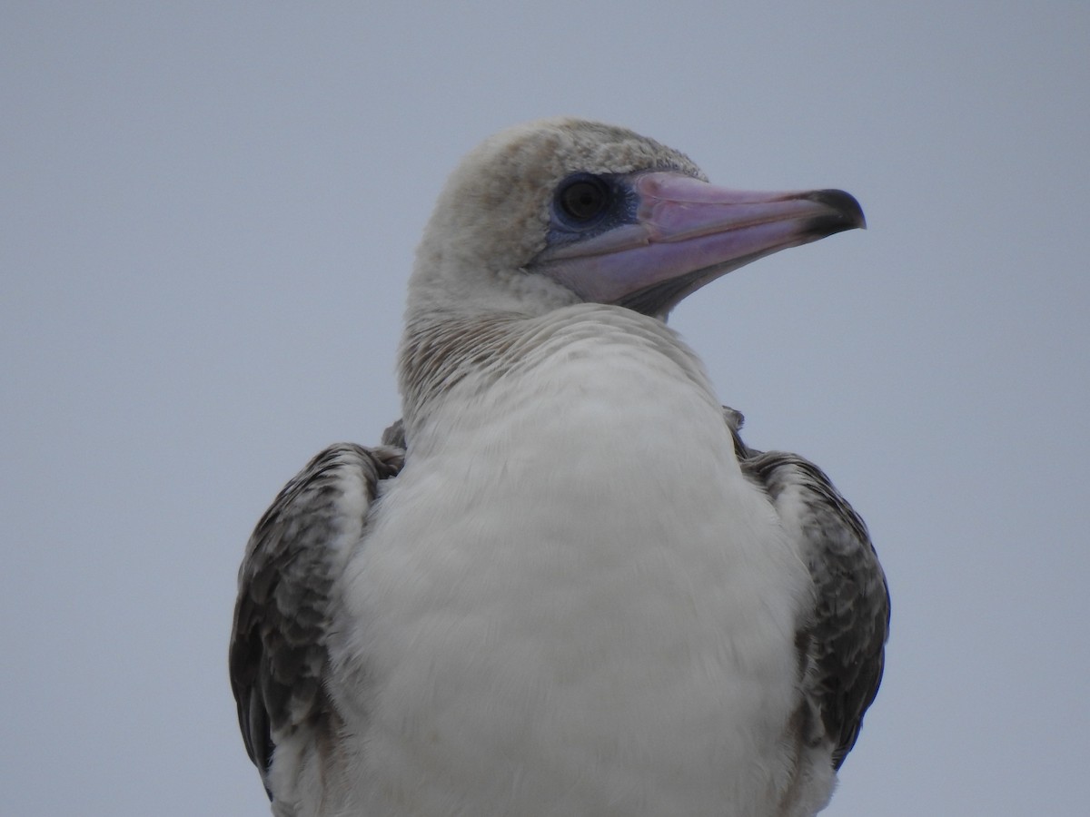 Red-footed Booby - ML622725880