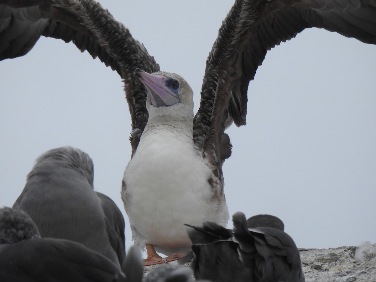 Red-footed Booby - ML622725882