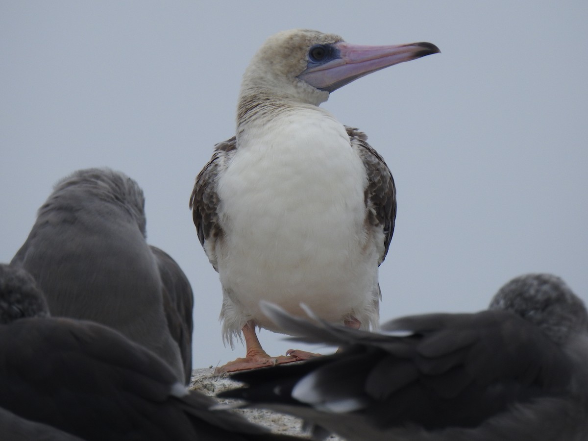 Red-footed Booby - ML622725886