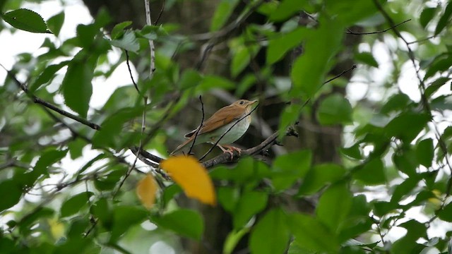 ビリーチャツグミ - ML622725891