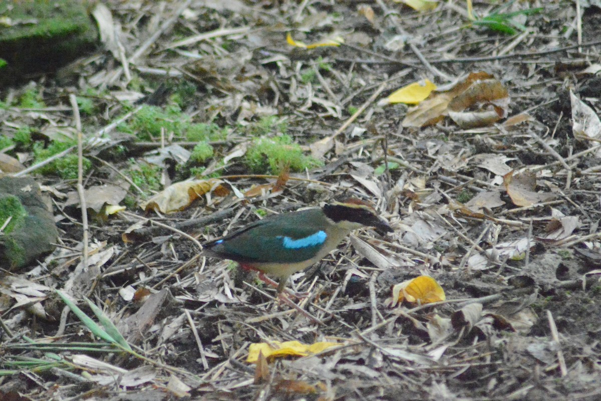 Fairy Pitta - ML622725903