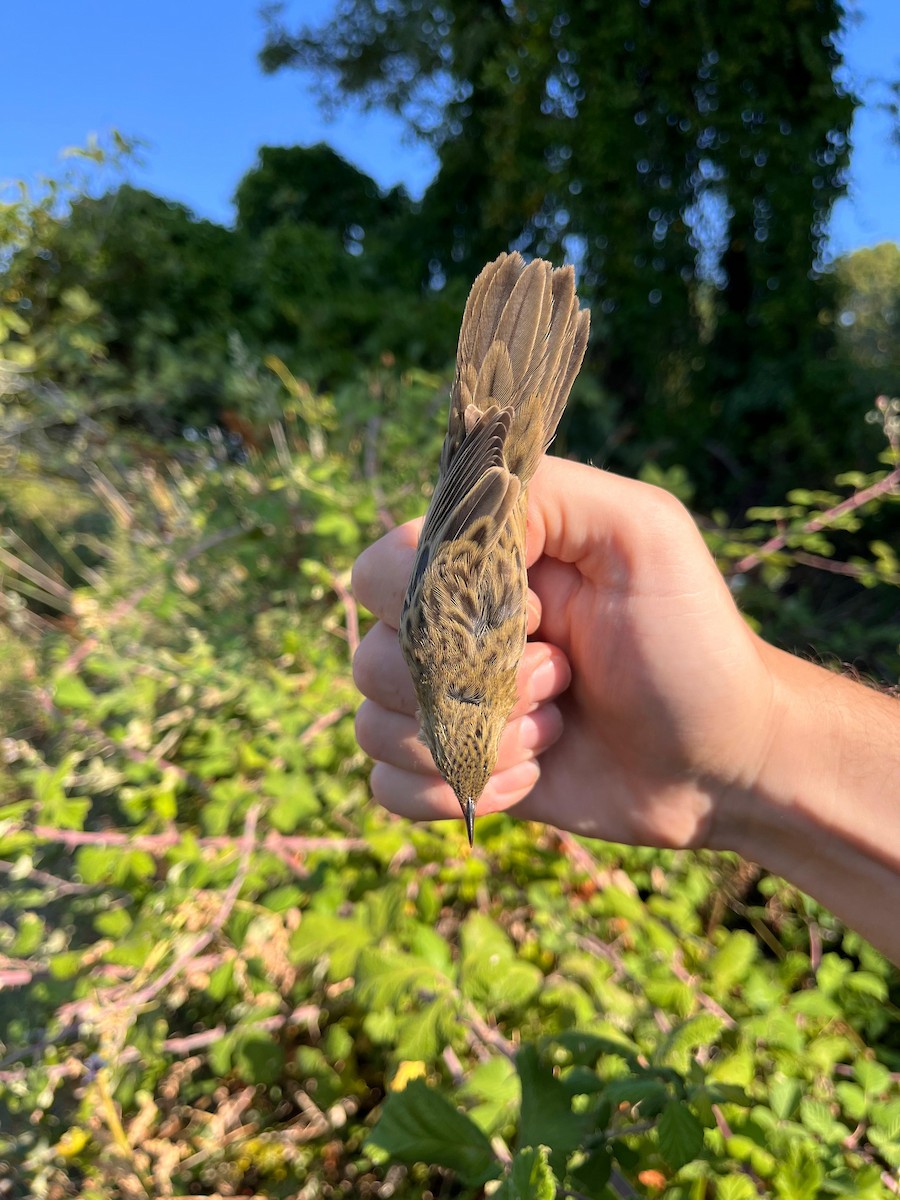 ヤチセンニュウ - ML622725910