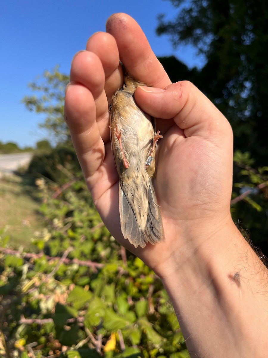 ヤチセンニュウ - ML622725911