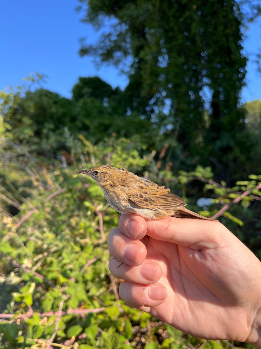 Common Grasshopper Warbler - ML622725912
