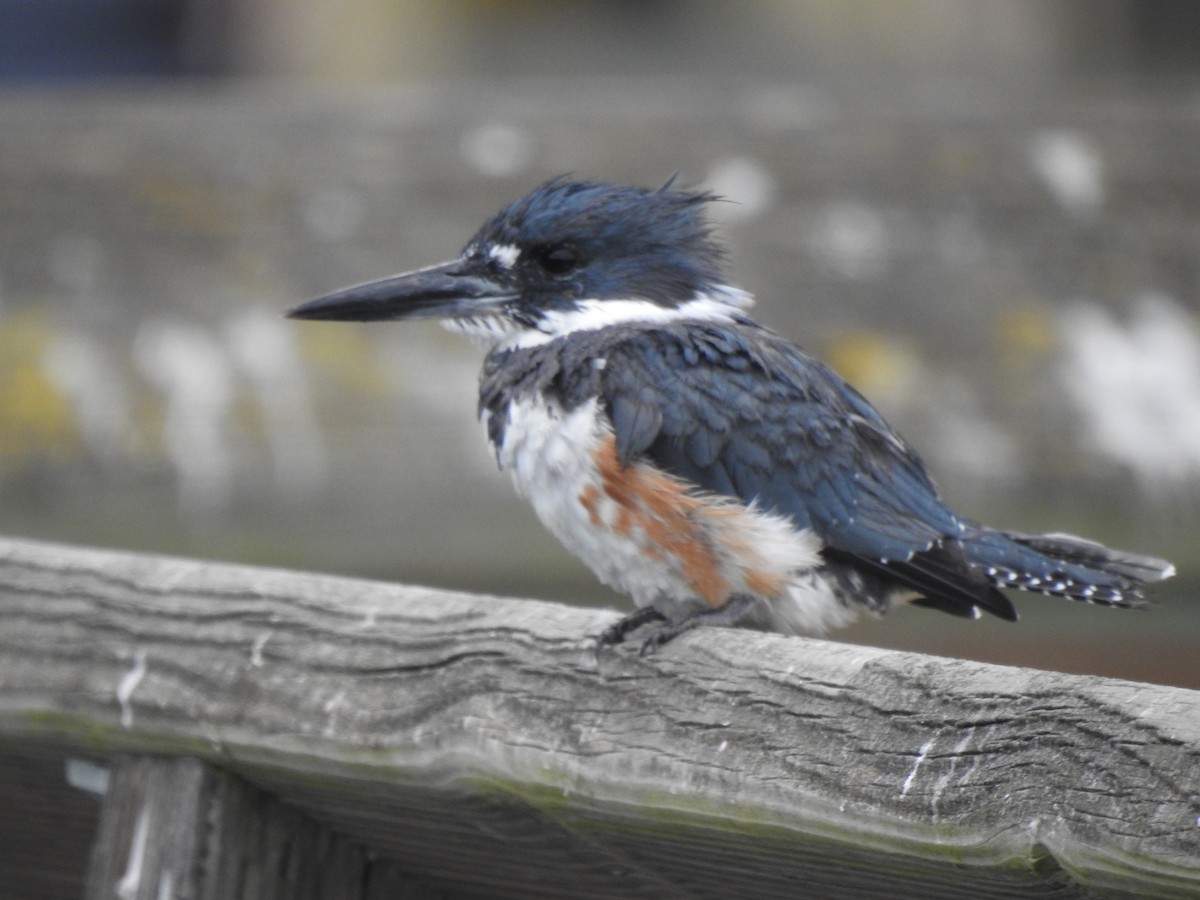 Belted Kingfisher - ML622725915