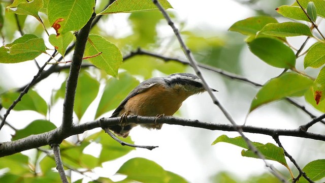 Red-breasted Nuthatch - ML622725921