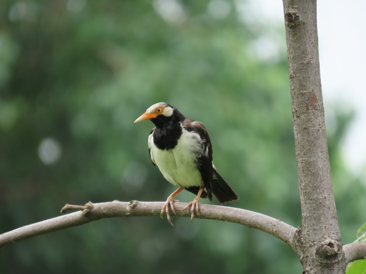Siamese Pied Starling - ML622725927