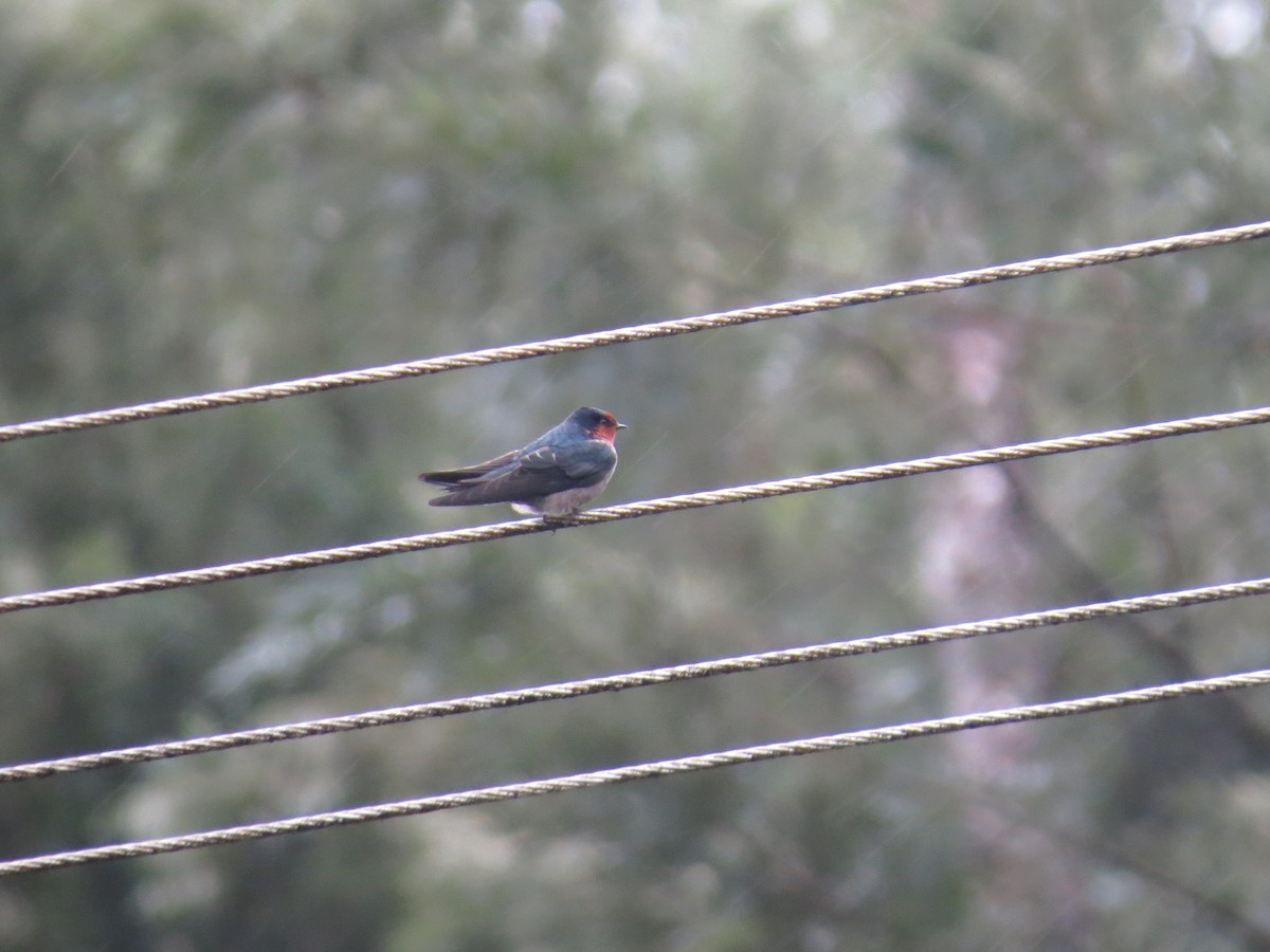 Hill Swallow - ML622725929