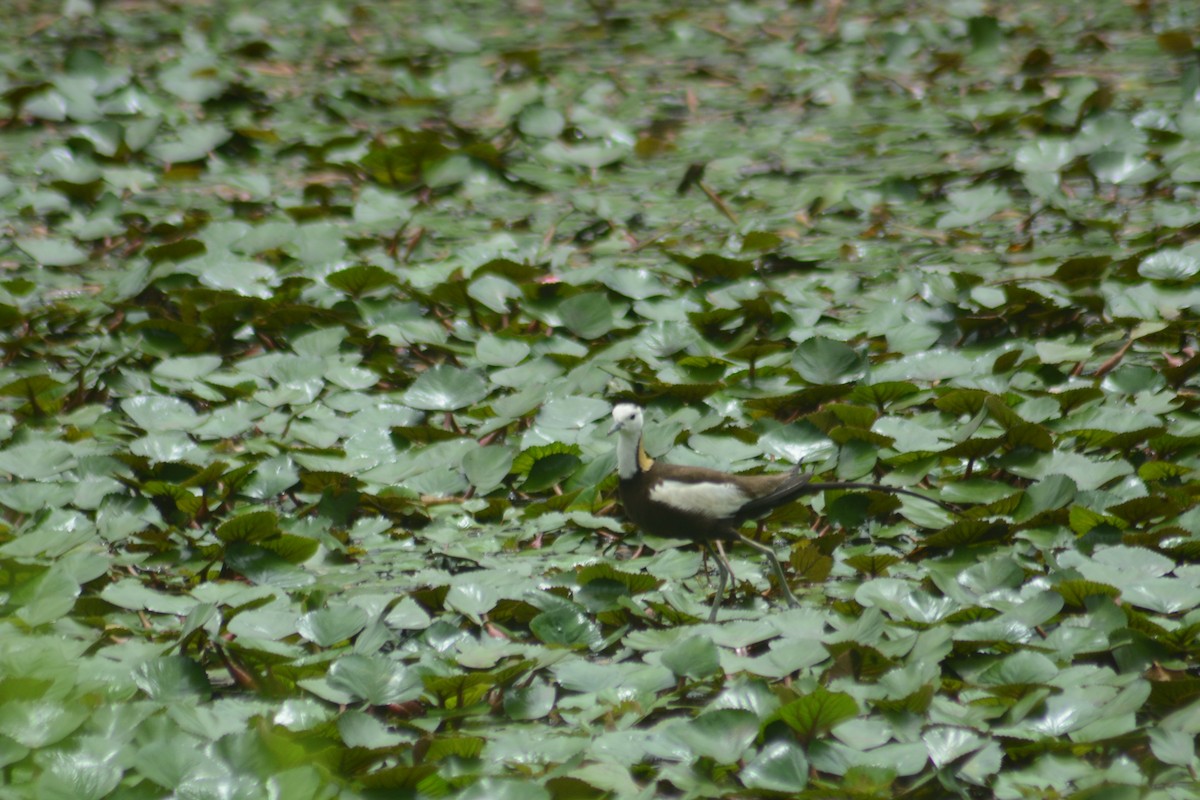 Pheasant-tailed Jacana - ML622725936