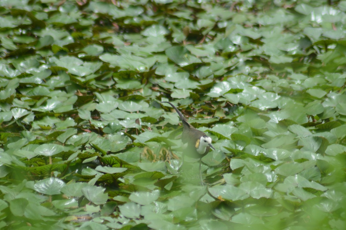 Pheasant-tailed Jacana - ML622725954