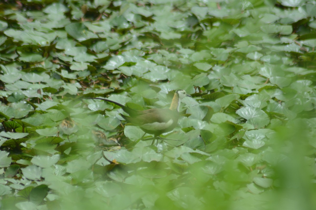 Pheasant-tailed Jacana - ML622725961