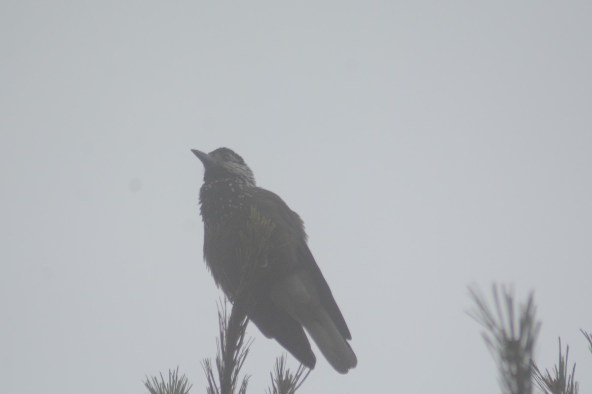 Southern Nutcracker - ML622726000