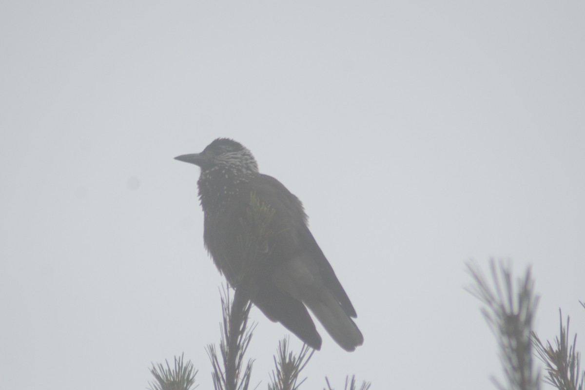 Southern Nutcracker - ML622726001