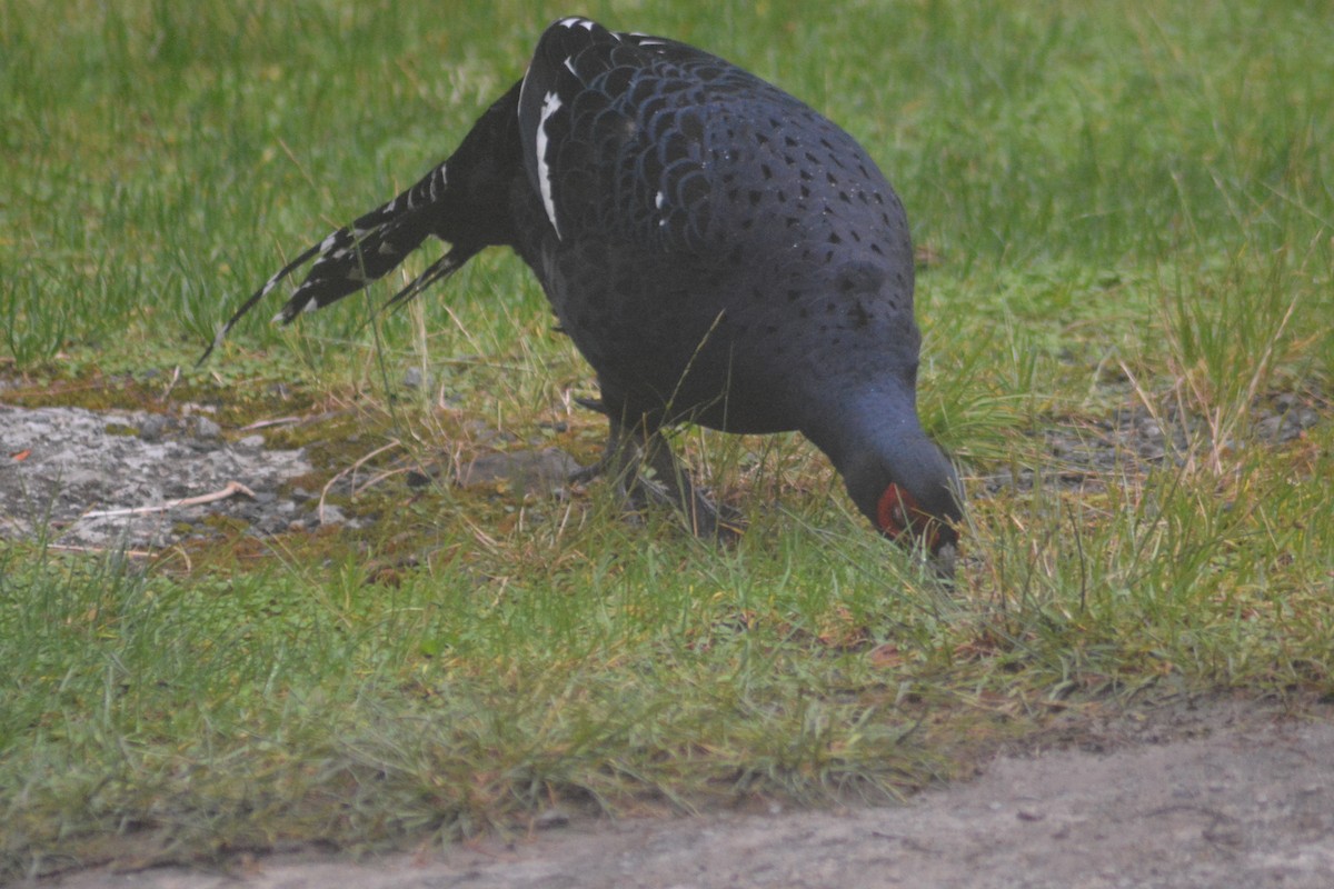 Mikado Pheasant - ML622726017