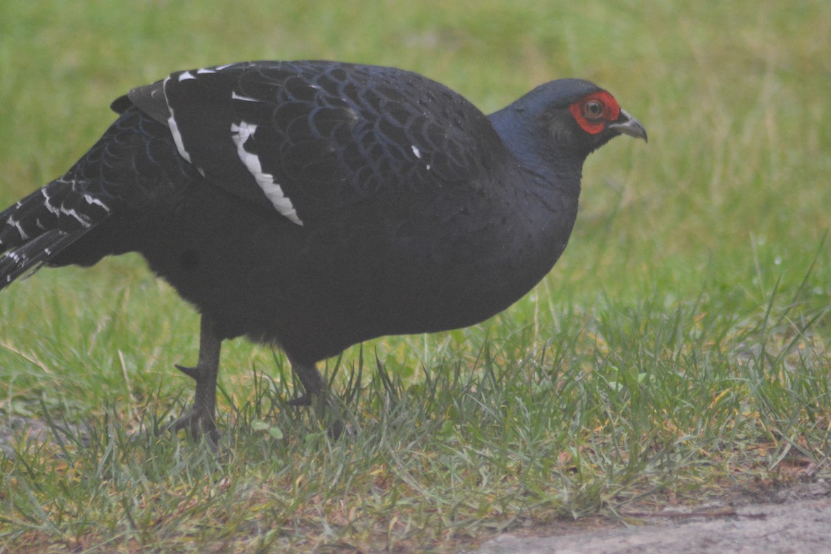 Mikado Pheasant - ML622726018
