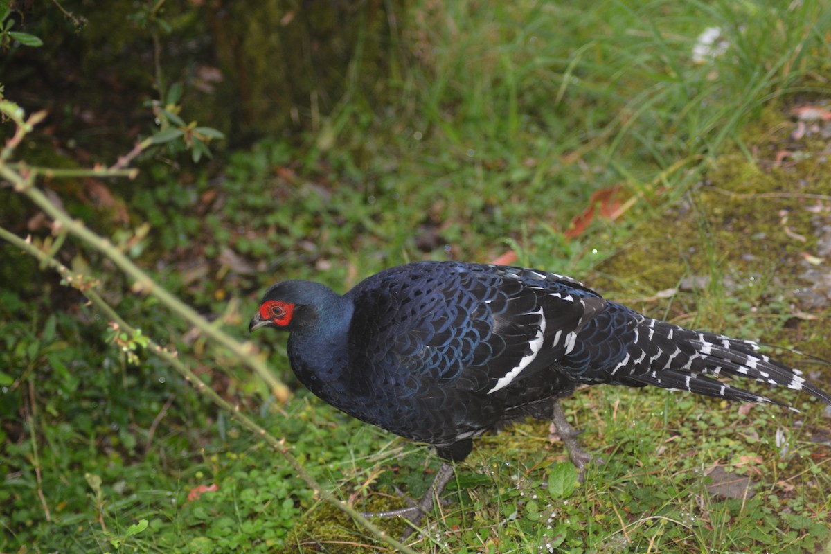 Mikado Pheasant - ML622726024