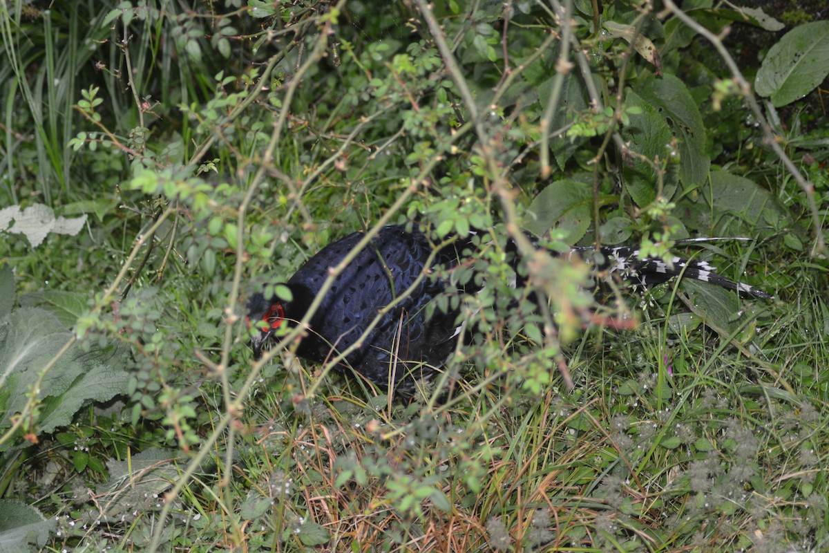 Mikado Pheasant - ML622726031