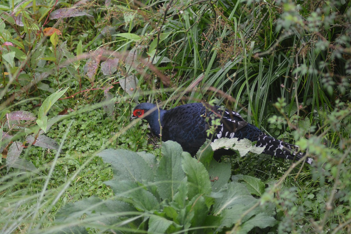 Mikado Pheasant - ML622726033
