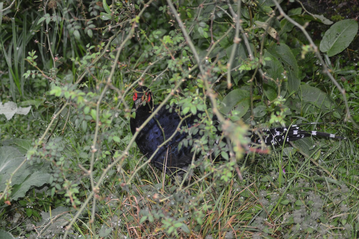 Mikado Pheasant - ML622726035