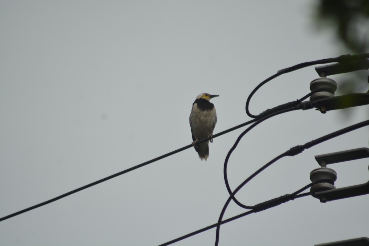 Black-collared Starling - ML622726055