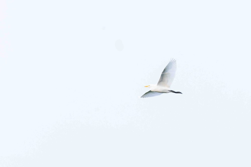 Western Cattle Egret - ML622726133